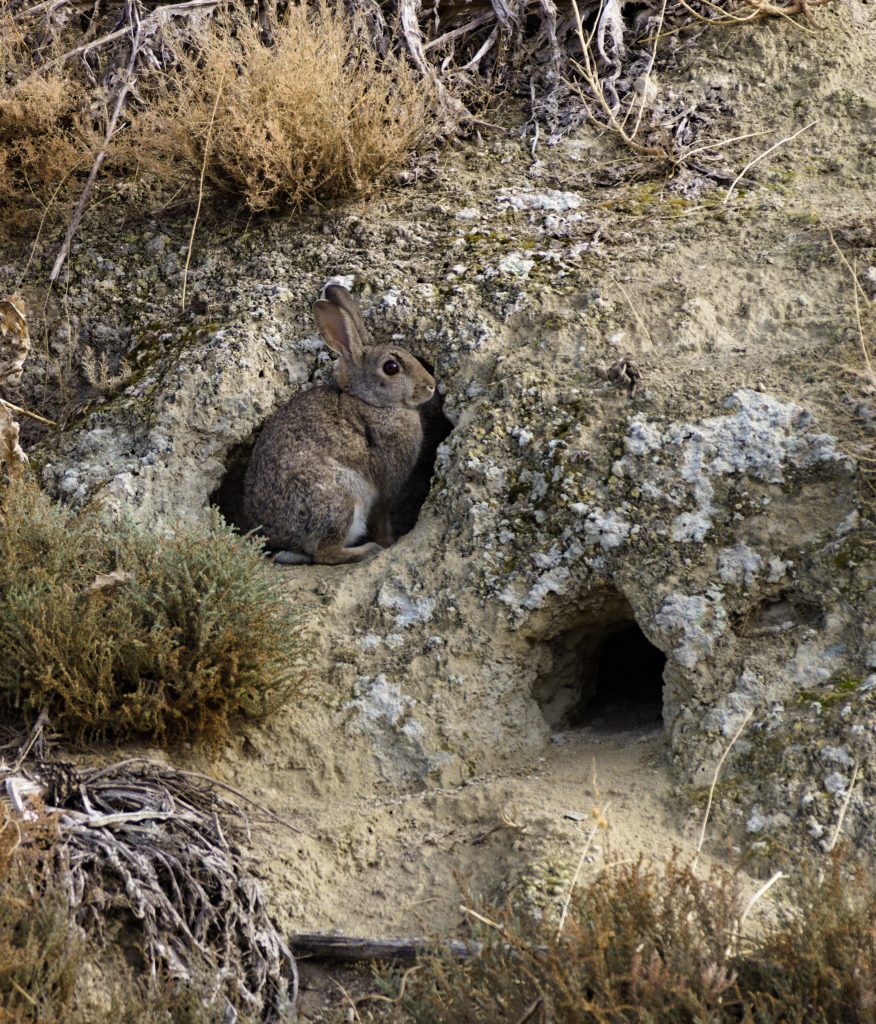 Simboliza Hurto - Conejo en la puerta de la madriguera - Contratar Detective Privado en Madrid para la pérdida desconocida