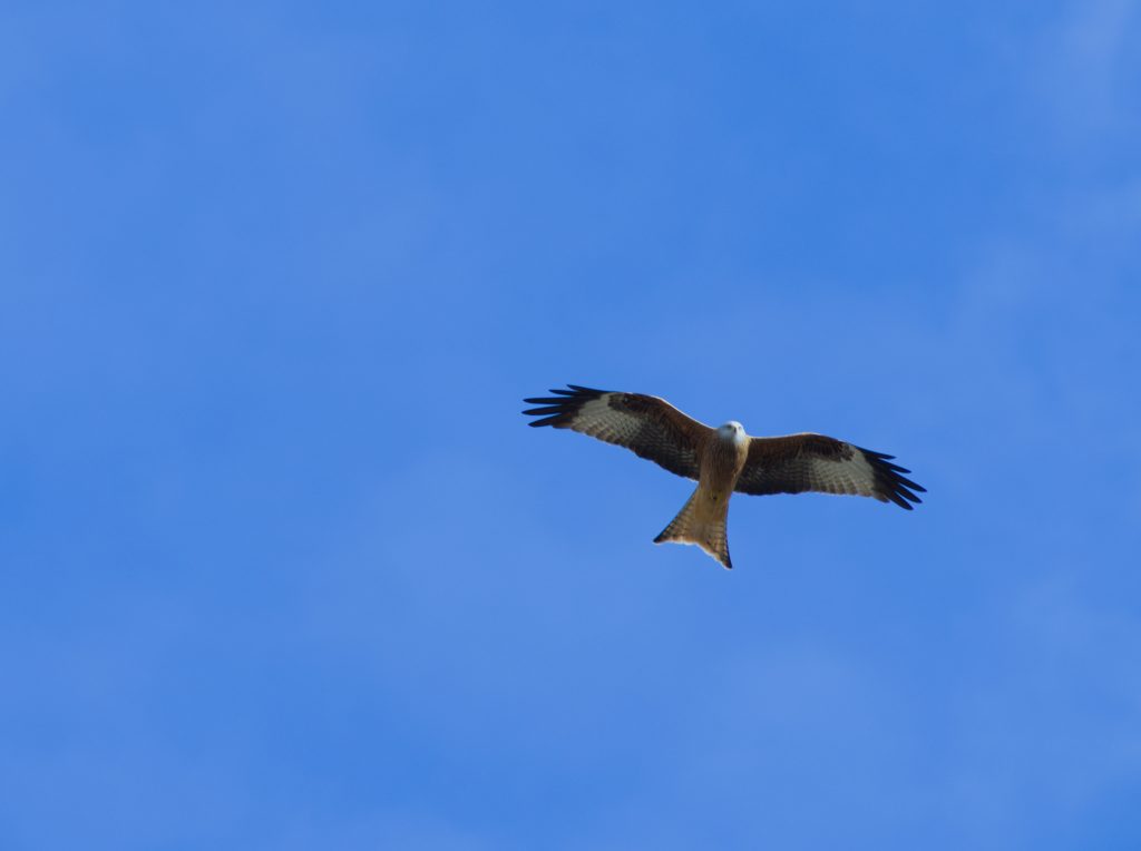 Simboliza Hurto - Rapaz volando - Contratar Detective Privado en Madrid para la pérdida desconocida