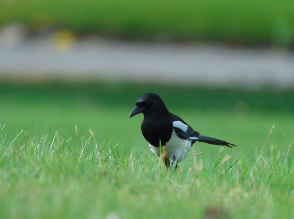 Simboliza Hurto - Urraca - Contratar Detective Privado en Madrid para la pérdida desconocida
