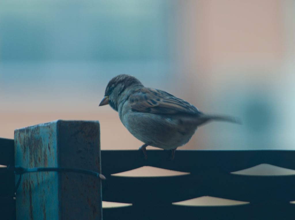 Simboliza Hurto - Gorrión - Contratar Detective Privado en Madrid para la pérdida desconocida