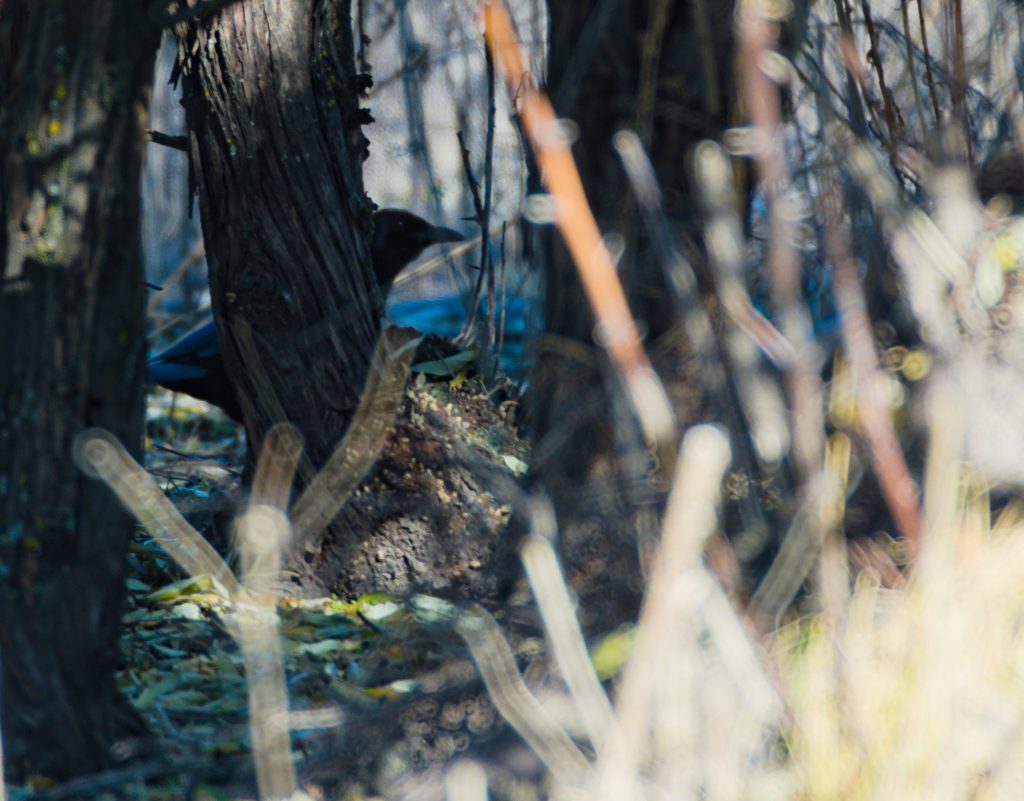 Simboliza Hurto - Urraca furtiva en el suelo - Contratar Detective Privado en Madrid para la pérdida desconocida
