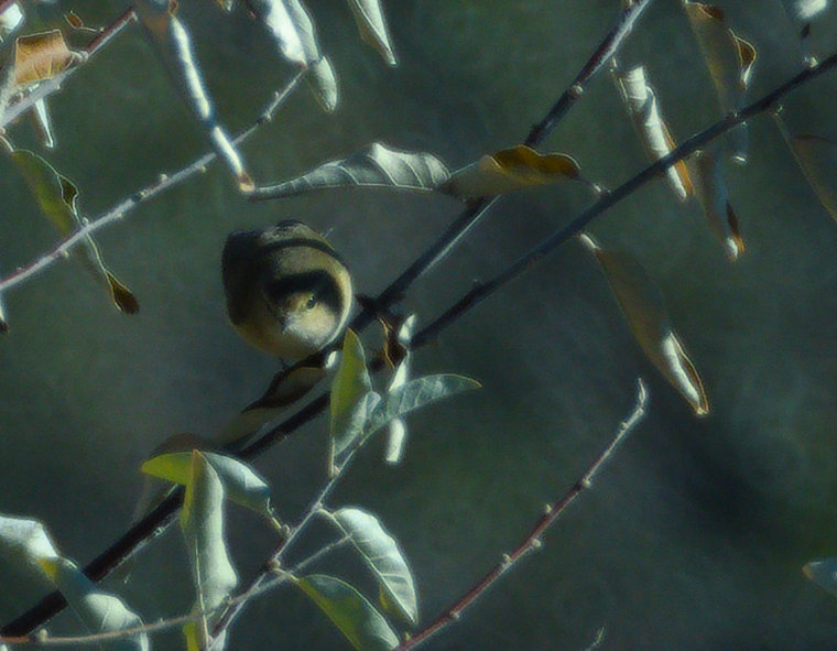 Simboliza Hurto - Pajarito verde - Contratar Detective Privado en Madrid para la pérdida desconocida