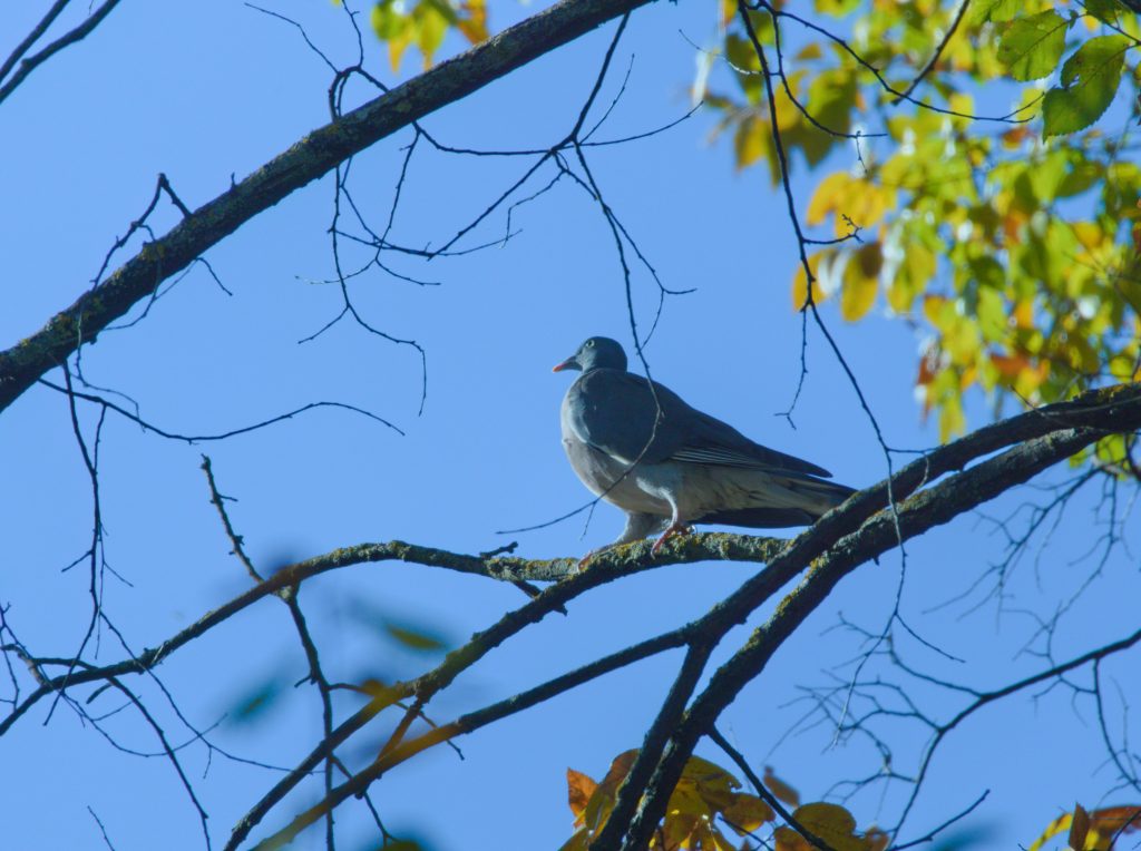Simboliza Hurto - Paloma en árbol - Contratar Detective Privado en Madrid para la pérdida desconocida