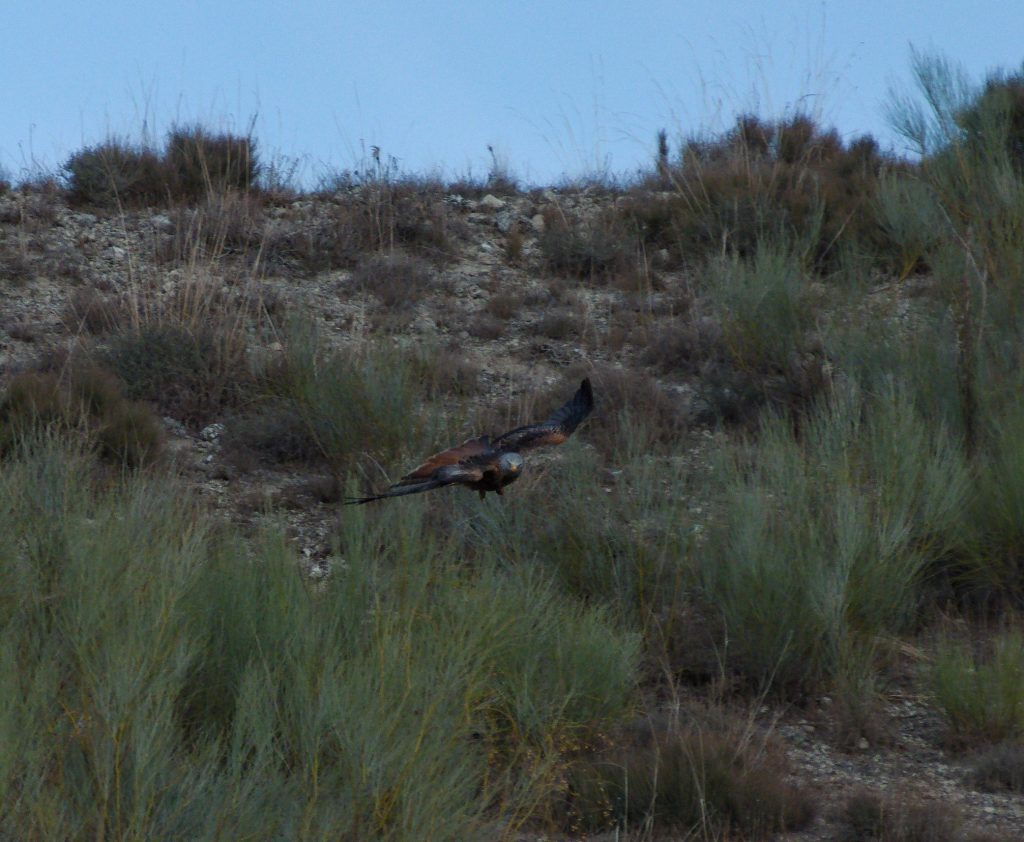 Simboliza Hurto - Rapaz volando - Contratar Detective Privado en Madrid para la pérdida desconocida