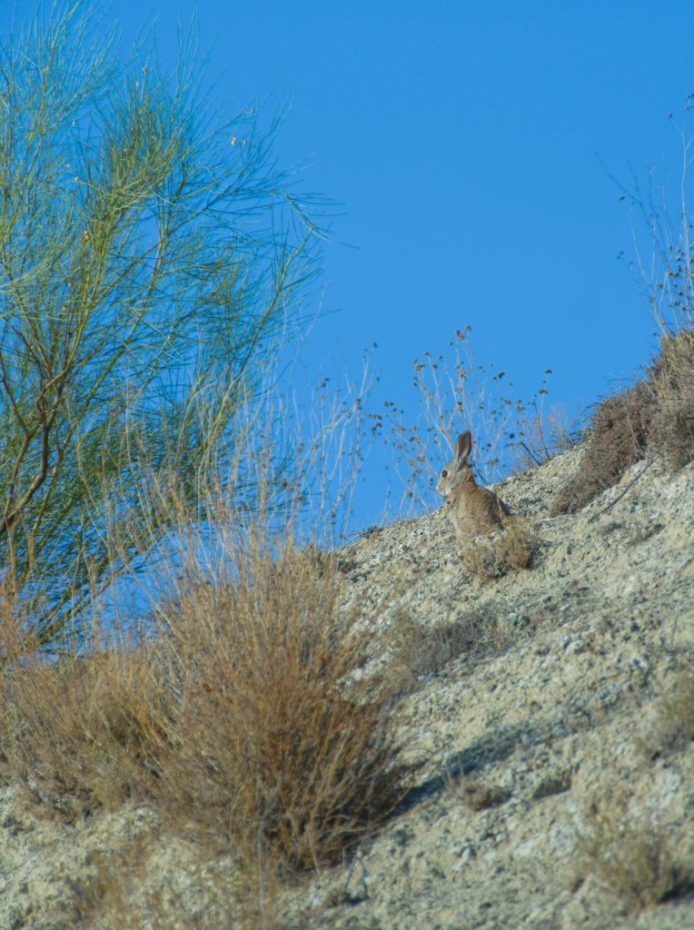 Simboliza Hurto - Conejo en la loma - Contratar Detective Privado en Madrid para la pérdida desconocida
