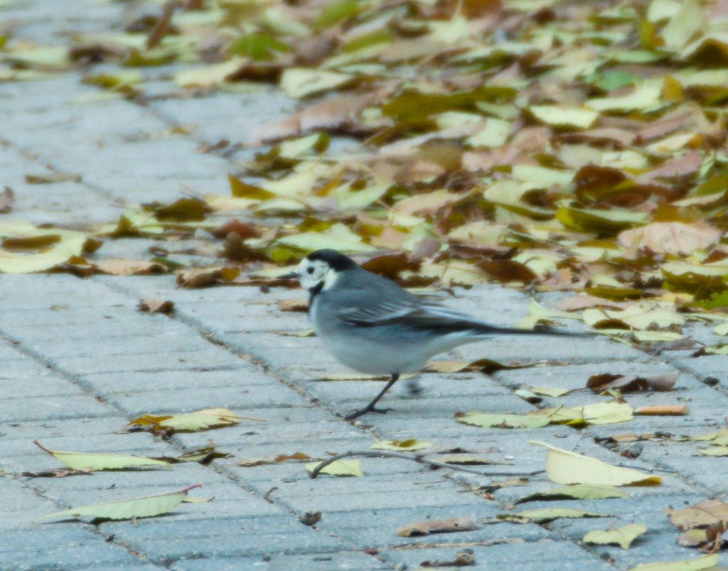 Simboliza Hurto - Pajarito en el suelo - Contratar Detective Privado en Madrid para la pérdida desconocida